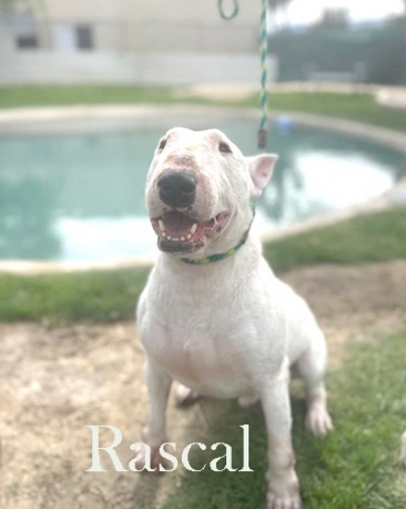 Rascal
